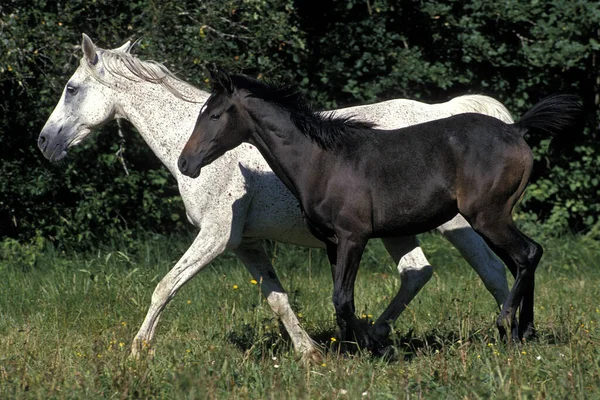 Caballo Árabe Yegua Potro Trotando Través Meadow — Foto de Stock