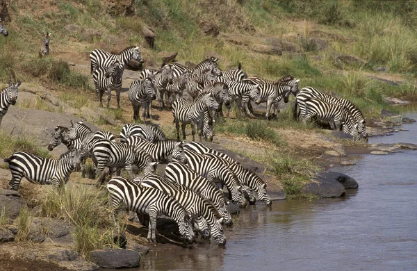 Zebra Burchell Equus Burchelli Herd Drinking River Masai Mara Park — Foto Stock