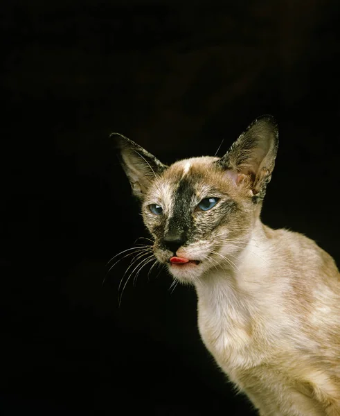 Tortie Point Siamesische Hauskatze Porträt Eines Erwachsenen — Stockfoto