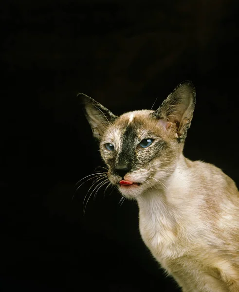 Tortie Point Gato Doméstico Siamês Retrato Adulto — Fotografia de Stock