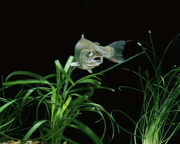 Truta Arco Íris Salmo Gairdneri — Fotografia de Stock