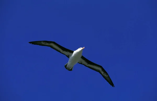 Fekete Böngészésű Albatross Diomedea Melanophris Felnőtt Repülés Közben Drake Passage — Stock Fotó