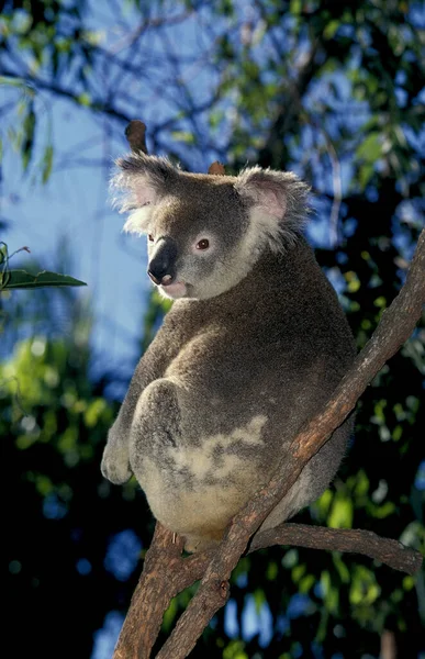 Koala Fascolarctos Cinereus Vuxen Stående Grenen — Stockfoto