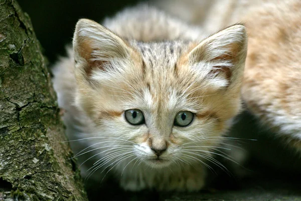 Zandkat Felis Margarita Jong Staand Tak — Stockfoto