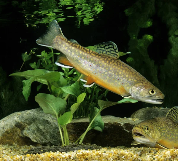 Trucha Arroyo Salvelinus Fontinalis — Foto de Stock