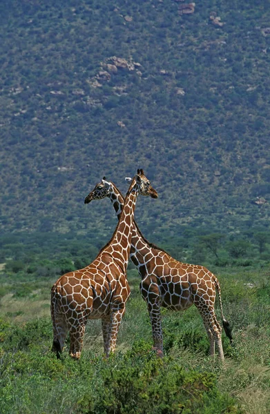 Żyrafa Cząstkowa Żyrafa Camelopardalis Reticulata Samburu Park Kenii — Zdjęcie stockowe