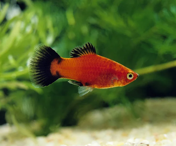 Wagtail Platy Fish Xiphophorus Maculatus — Stock Photo, Image