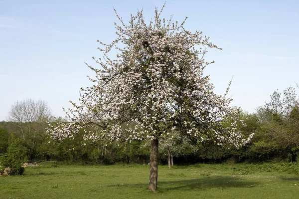 Blooming Cider Apple Tree Malus Domestica Normandy — Stock Photo, Image