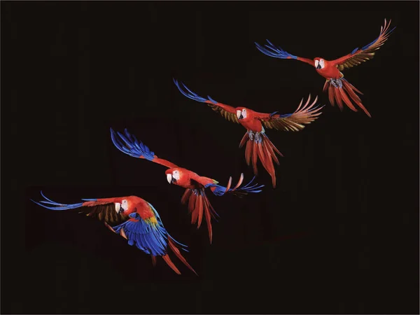 Scarlet Macaw Ara Macao Flight Black Background Movement Sequence — Stock Photo, Image