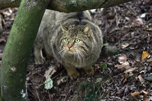 Europäische Wildkatze Felis Silvestris Erwachsene — Stockfoto