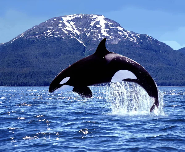 Ballena Asesina Orcinus Orca Salto Adultos Canadá —  Fotos de Stock