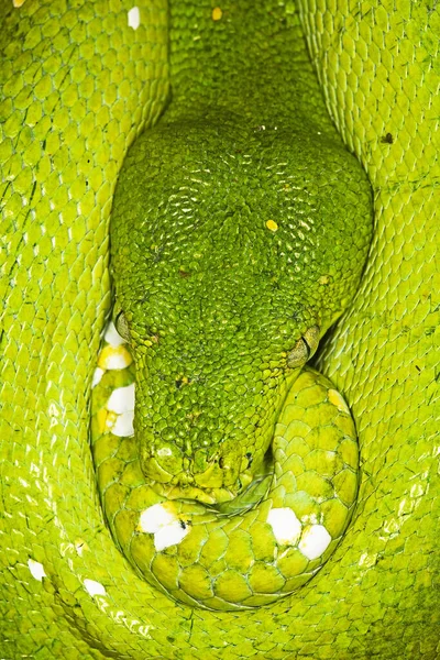 Árvore Verde Python Morelia Viridis Fechar Cabeça — Fotografia de Stock