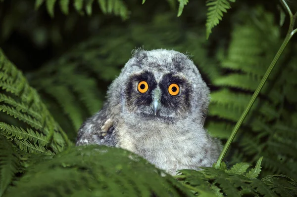 Hibou Des Marais Asio Otus Portrait Poussin Normandie — Photo