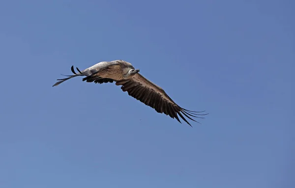 Afrikalı Beyaz Destekli Akbaba Afrikalı Çingeneler Mavi Gökyüzüne Karşı Uçan — Stok fotoğraf