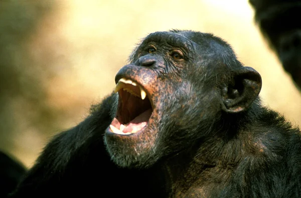 Chimpanzé Pan Troglodytes Chamada Para Adultos — Fotografia de Stock