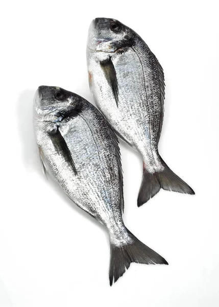 Gilthed Bream Sparus Auratus Färsk Fisk Mot Vit Bakgrund — Stockfoto