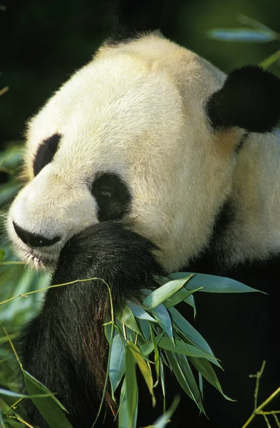 Óriás Panda Ailuropoda Melanoleuca Felnőtt Evő Bambusz — Stock Fotó