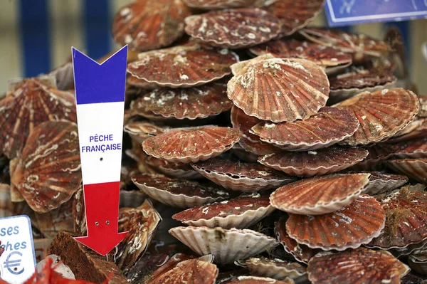 Fresh Scallops Pecten Maximus Fish Shop — Stock Photo, Image