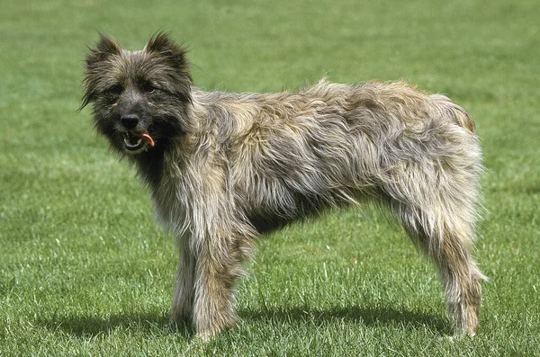 Ποιμενικός Των Πυρηναίων Τσοπανόσκυλο Των Πυρηναίων Σκύλος Που Στέκεται Στο — Φωτογραφία Αρχείου