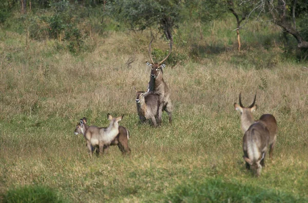 Common Waterbuck Kobus Ellipsiprymnus Apareamiento Pareja Masai Mara Park Kenia —  Fotos de Stock