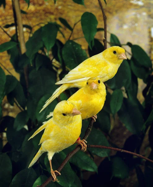 Yellow Canaries Serinus Canaria — стокове фото