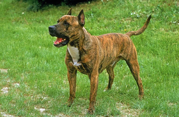 American Staffordshire Terrier Old Standard Raça Com Orelhas Cortadas Cão — Fotografia de Stock