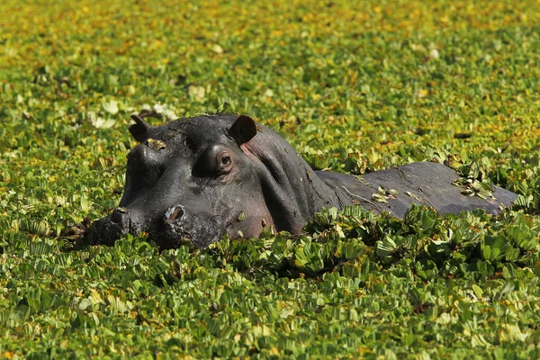 Hippopotame Hippopotame Amphibie Adulte Debout Dans Marais Rempli Laitue Eau — Photo