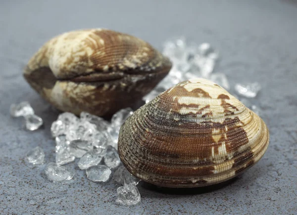 Venusmuscheln Venerupis Ice — Stockfoto