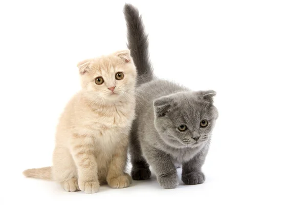Crema Scottish Fold Blue Scottish Fold Domestic Cat Gatitos Meses —  Fotos de Stock