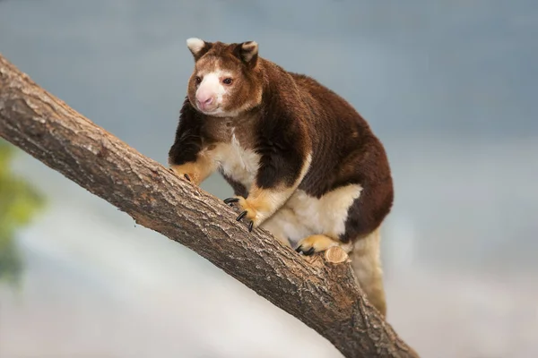 Matschie Tree Kangaroo Dendrolagus Matschiei Ενηλίκων Που Στέκεται Στο Υποκατάστημα — Φωτογραφία Αρχείου