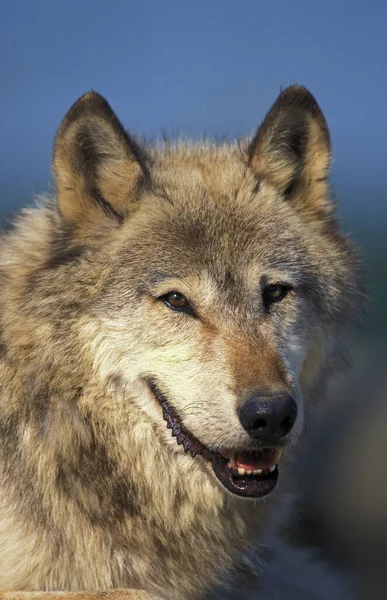 Europäischer Wolf Canis Lupus Porträt Eines Erwachsenen — Stockfoto