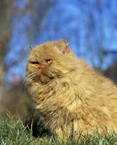 Red Persian Domestic Cat — Stock Photo, Image