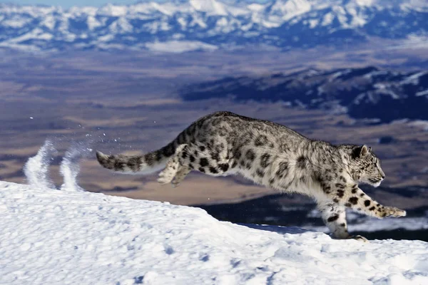 Leopardo Nieve Onza Uncia Uncia Adulto Corriendo Nieve Través Montaña — Foto de Stock