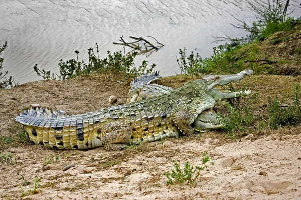 Orinoco Crocodile Crocodylus Intermedius Paren Bij Rivier Los Lianos Venezuela — Stockfoto