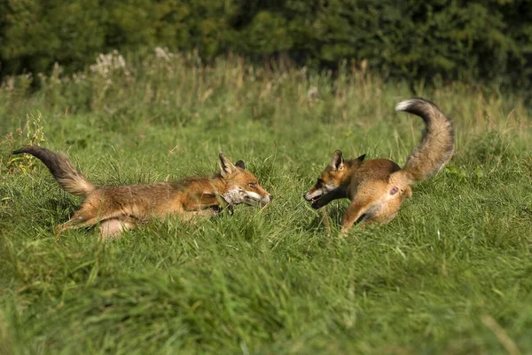 Raposa Vermelha Vulpes Vulpes Adultos Lutando Normandia — Fotografia de Stock