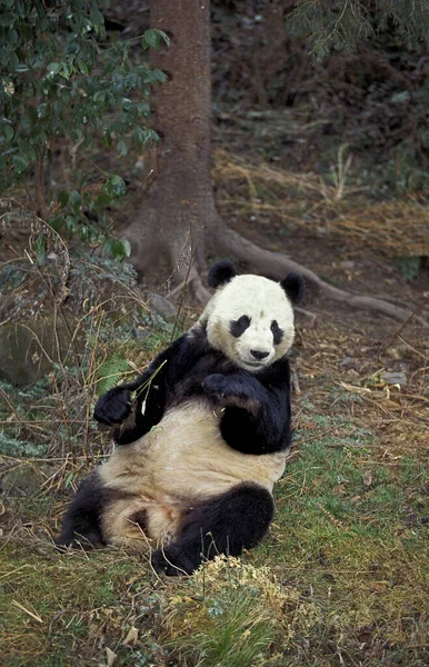 Panda Géant Ailuropoda Melanoleuca Assis Pour Adultes Réserve Wolong Chine — Photo