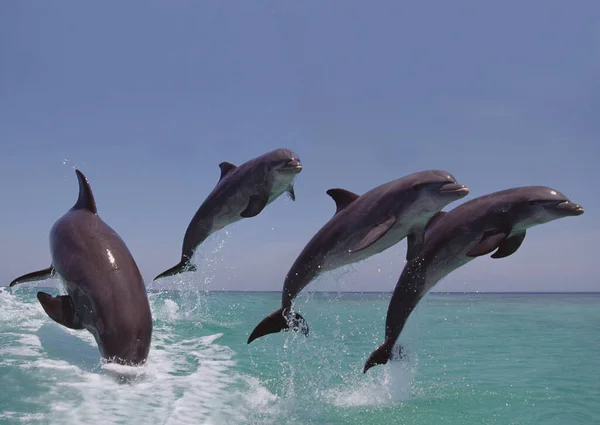 Bottlenose Dolphin Tursiops Truncatus Group Leaping Honduras — Stock fotografie
