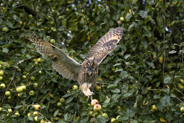 Long Eared Owl Asio Otus Adult Flight Taking Apple Tree — Stock Photo, Image