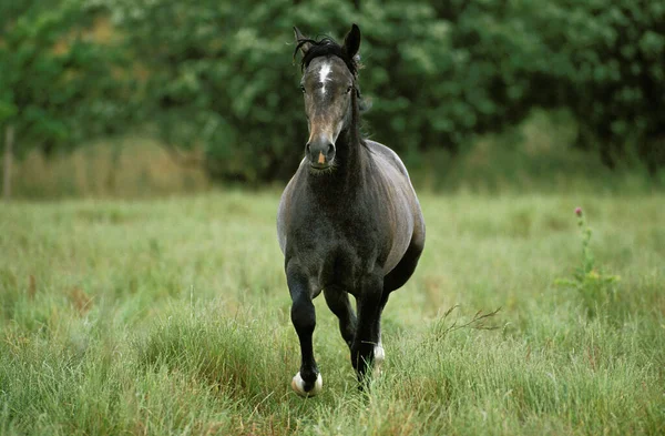 Lipizzan Cavalo Galopante Fundo Natural — Fotografia de Stock