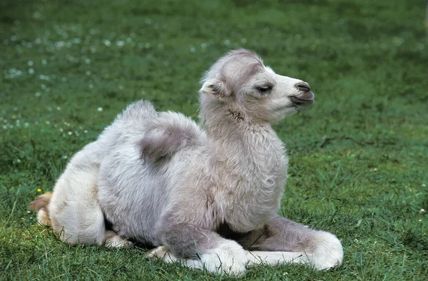 Bactrian Camel Camelus Bactrianus Jonge Liggend Gras — Stockfoto