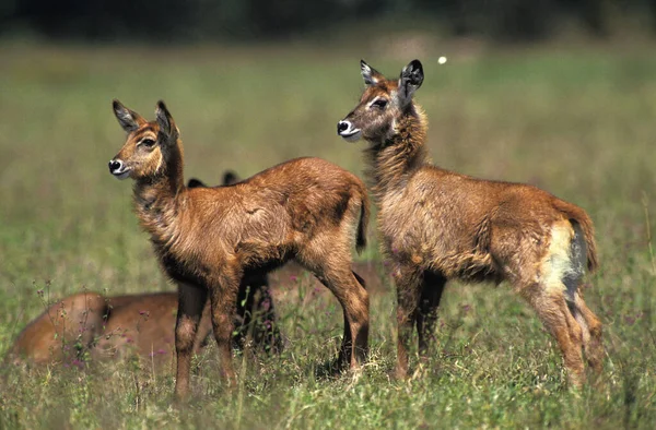 Defassa Waterbuck Kobus Ellipsiprymnus Defassa Cub Kenya Daki Masai Mara — Stok fotoğraf