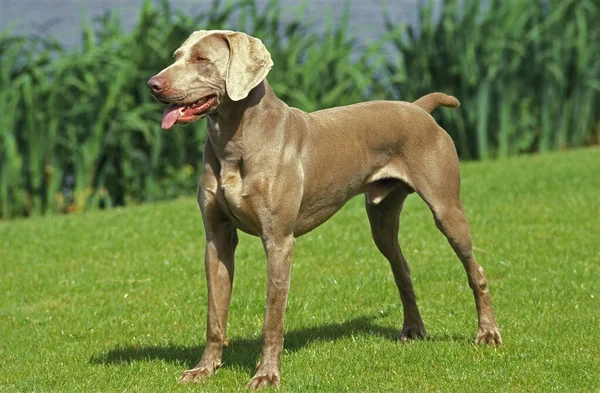 Weimar Pointer Dog Male Standing Grass — стокове фото