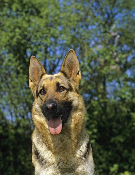 Duitse Herder Hond Portret Van Volwassene Met Tong Uit — Stockfoto