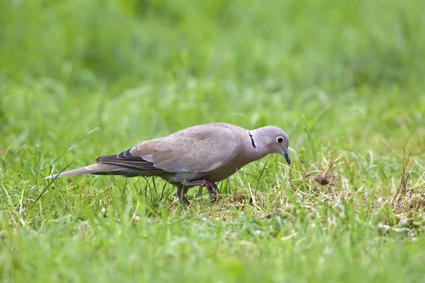 Collared Dove Streptopelia Decaocto Adult Standing Grass Normandy — Stock Photo, Image