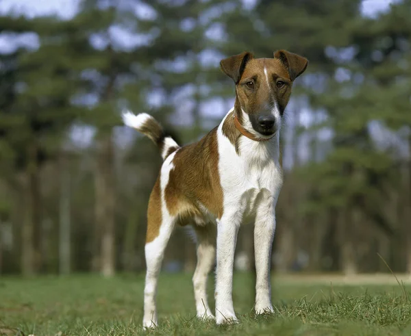 Smooth Fox Terrier Perro Con Cuello —  Fotos de Stock