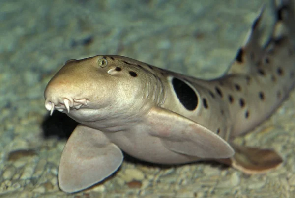 Epaulette Shark Hemiscyllium Ocellatum — стокове фото