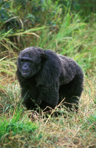 Chimpansee Pantroglodieten Man — Stockfoto