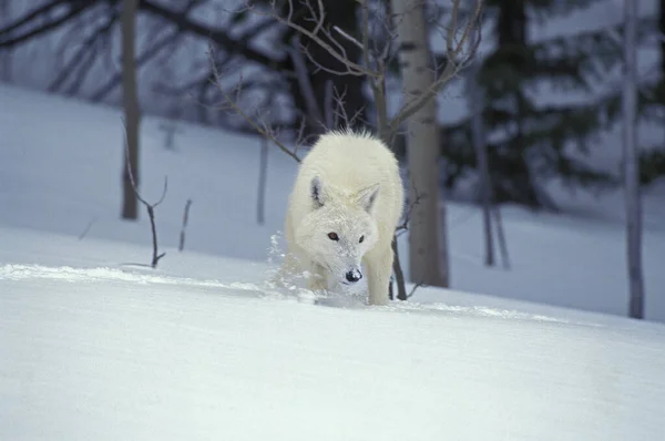 Lobo Ártico Canis Lupus Tundrarum Adulto Caminando Sobre Nieve Alaska — Foto de Stock