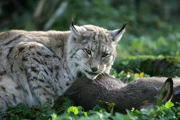 European Lynx Felis Lynx Adult Kill Roe Deer — Φωτογραφία Αρχείου