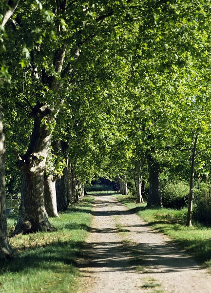 Track Plane Tree Drome South East France — Stock Photo, Image